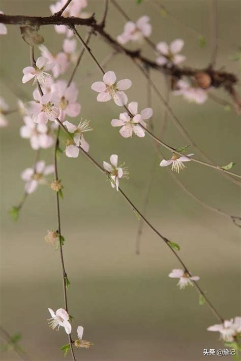 發春 意思|發春的解釋